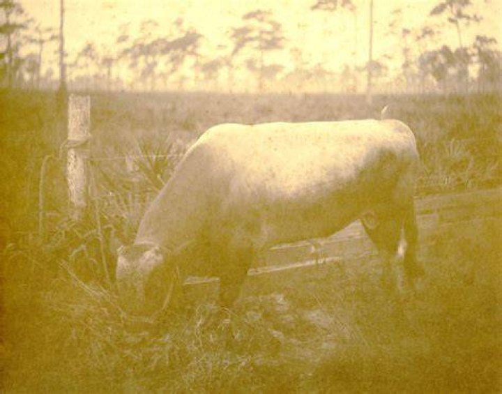 Florida Memory &bull; Portrait of FSU history professor Dr. Daisy Parker