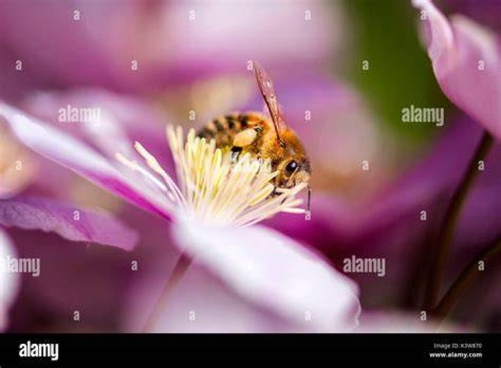 Sucking nectar Fotos und Bildmaterial in hoher Auflösung Alamy