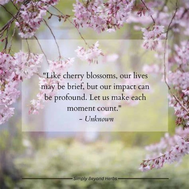 Unveiling The Beauty And Wisdom Of Cherry Blossom Quotes