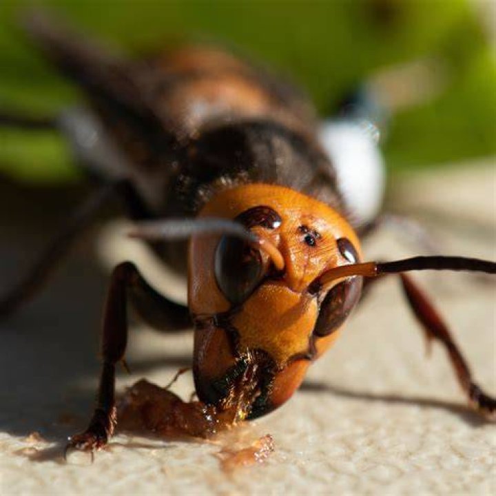 Unveiling The Secrets Of The Asian Giant Hornet's Photographic Memory