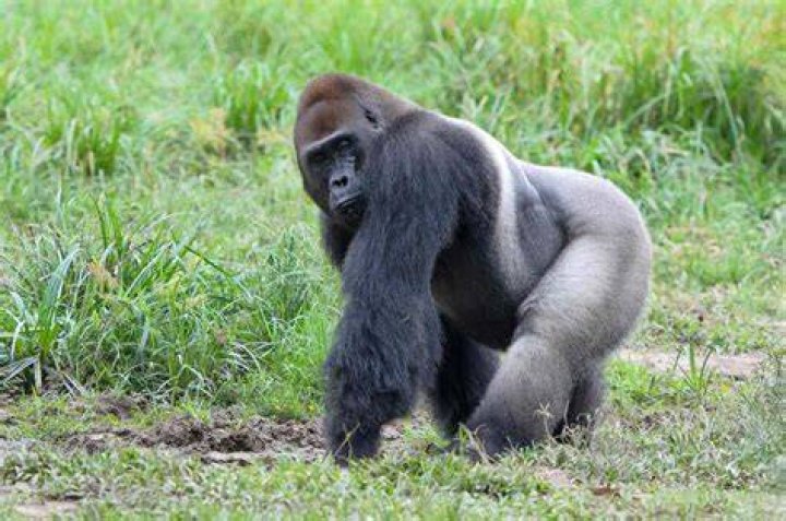 Western Lowland Gorilla Thread Western Lowland Gorilla 8397 Горная
